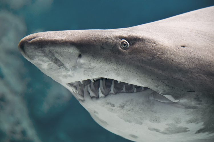 No sh*t, there I was: The time a US Army combat diver nearly became shark food