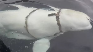 Crazy or possible? Norwegian institute claims beluga whale harassing Arctic boats is a Russian asset