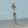 SEAL platoon sent home early from Iraq due to misbehavior